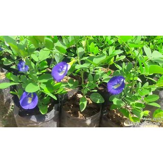                       Kapebonavista aparajita 4 month old sapling plant, asian pigeonwings, blue pea, (clitoria ternatea)                                              