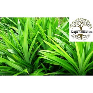 Kapebonavista Pandan sapling plants, 4 month old (annpurna plants), pandanus amaryllifolius Kapebonavista Pandan sapling plants, 4 month old (annpurna plants), pandanus amaryllifolius