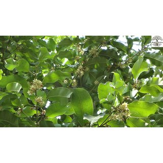                       Kapebonavista spanish cherry one year plant, maulsari, mimusops elengi                                              