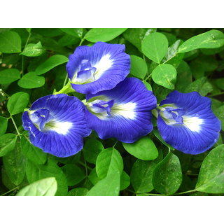                       Kapebonavista aparajita 4 month plant, asian pigeonwings, blue pea, (clitoria ternatea)                                              