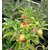 Ashwagandha Plant