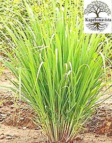 Kapebonavista lemon grass four month old