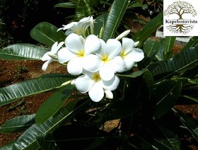 Plumeria alba Plant