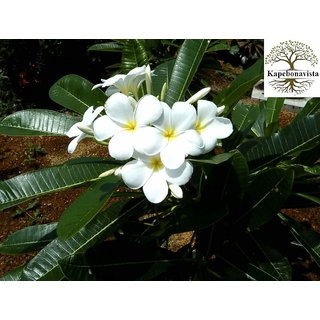 Plumeria alba Plant