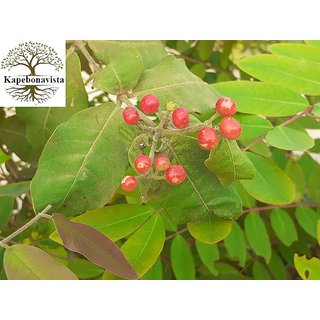 Two Kapebonavista patala garuda 4 month old sapling plants (rauvolfia serpentina)