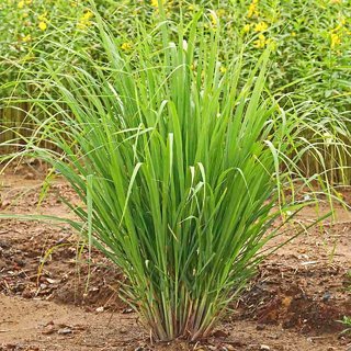                       Kapebonavista lemon grass six month plant                                              