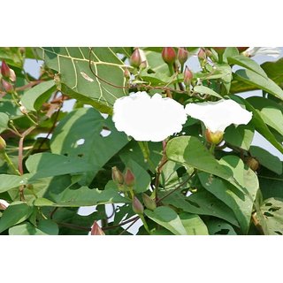                       Ipomoea Plant                                              