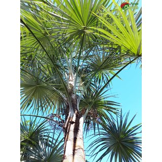                       coccothrinax argentea.                                              