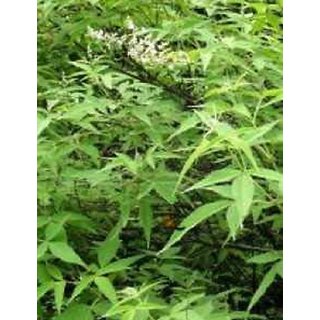 Kapebonavista shivari sapling plant, nirgundi, five leaved chaste tree Kapebonavista shivari sapling plant, nirgundi, five leaved chaste tree