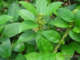 Kapebonavista Max Agro Gurmar Gudmari Meshashringi Medhasingi Gymnema Sylvestre Living Plant in Poly Bag (Green)