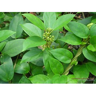 Kapebonavista Max Agro Gurmar Gudmari Meshashringi Medhasingi Gymnema Sylvestre Living Plant in Poly Bag (Green)