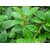 Kapebonavista Max Agro Gurmar Gudmari Meshashringi Medhasingi Gymnema Sylvestre Living Plant in Poly Bag (Green)