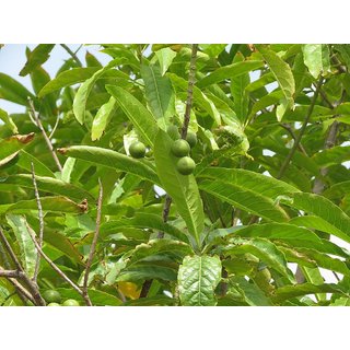                       elaeocarpus ganitrus one Year Plant                                              