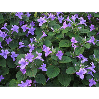                       barleria cristata                                              