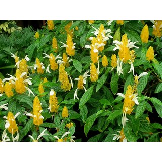                       pachystachys Lutea                                              