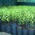 Kapebonavista white Sandalwood 4 years Plants, CHANDAN PLANT