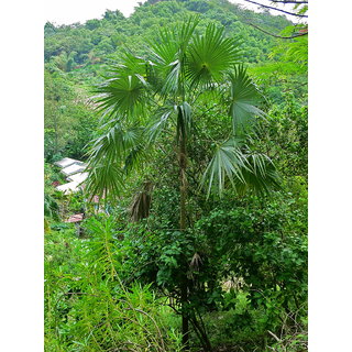                       coccothrinax argentea                                              