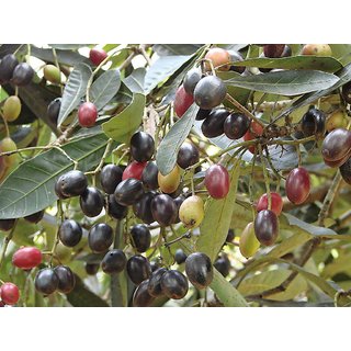                       Kapebonavista syzygium cumini three year plant, jamun                                              