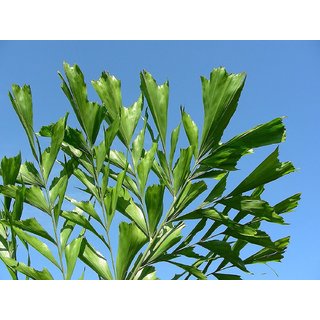                       caryota urens                                              