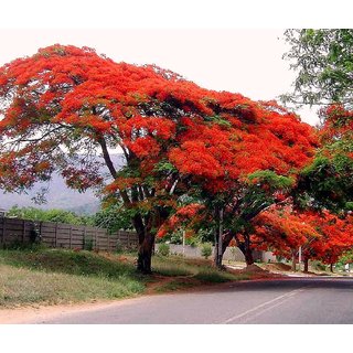                       delonix regia Plant                                              