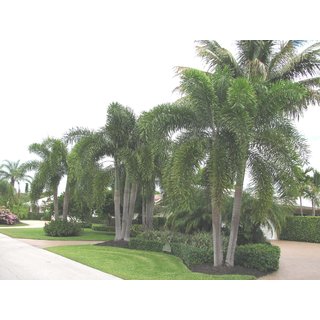                       Foxtail Palm                                              