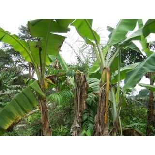                       patakapura Banana                                              