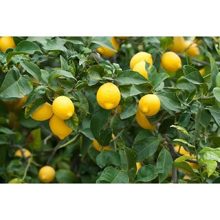                       Lemon Fruit 4 Month Plant                                              