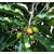 Kapebonavista spanish cherry 5 months old sapling plant, maulsari, mimusops elengi