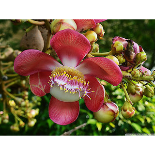                       shorea robusta Plant                                              
