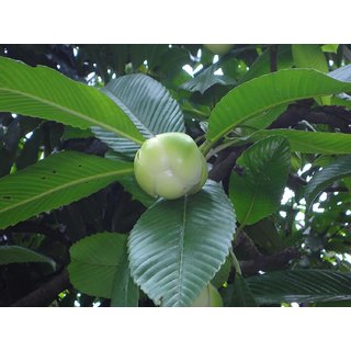 Dillenia Indica Three Year Plant Elephant Apple