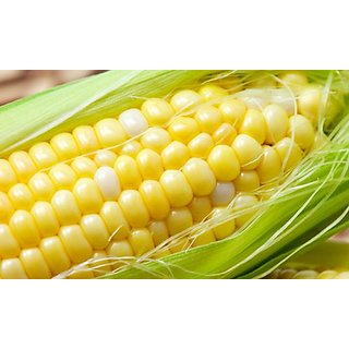 SM Farm Seeds Hybrid Maize Sweet Corn One Packet Seeds Seed (50 Per Packet)