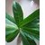 Kapebonavista brahma jasti sapling plant, (clerodendrum serratum), bharangi, brahmana jhatia