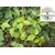 Kapebonavista hill mango seven month plant, green commiphora, from guggul family