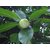 Dillenia Indica Three Year Plant Elephant Apple