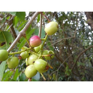                       Kapebonavista syzygium cumini three year plant, jamun                                              