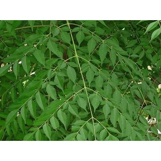                       Melia Azedarach Plant                                              