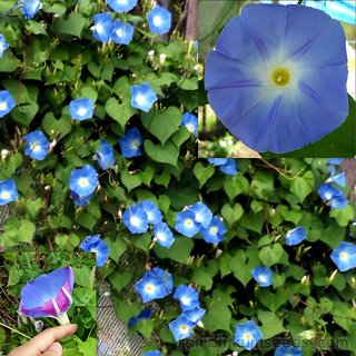                       Ipomoea Plant                                              