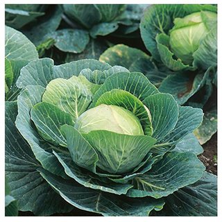                       Cabbage Vegetables Seeds - Pack of 100 Seeds                                              