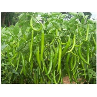                       Desi Vegetable 30 Seeds                                              