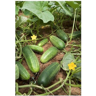                       Best Hybrid Cucumber seeds - 25 Seeds Per Pack                                              