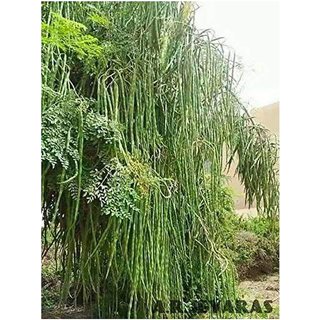 Organic Moringa Drumstick Seeds (Saijan ki Phalli, Saragavo)
