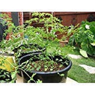                       Hybrid Moringa oleifera Drumstick Vegetable Tree Seeds                                              