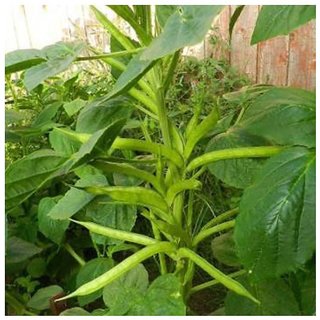                       Organic Natural Cluster Bean Seeds 50 Count                                              