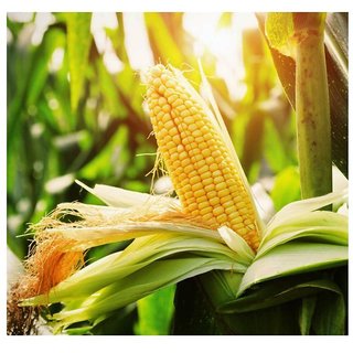                       Corn Maize (Bhutta) Best Quality Seeds                                              