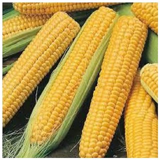                       Maize Sweet Corn Quality Seeds                                              