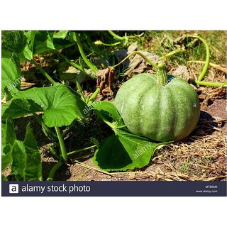                       Pumpkin, Kaddu Vegetable Winter Squash Seeds                                              