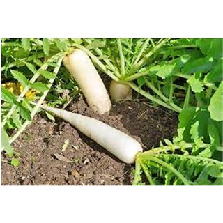                       RADISH-MULI-MOOLI HYBRID SEEDS                                              