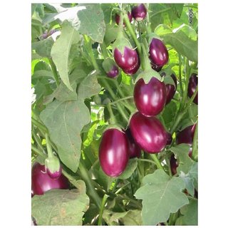                       Gardens Brinjal Hybrid Vegetable - 50 Seeds - Black Beauty Bigan Seeds - Round                                              