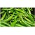 Hybrid Chilli Seeds - 100 Seeds Per Pack