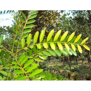                       Kapebonavista simarouba glauca two year plant                                              